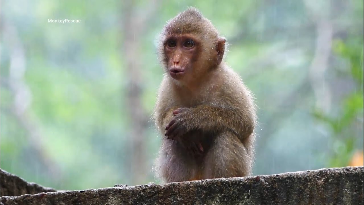 Rainbow sitting on the roof under heavy rain no shelter no warmth, Rainbow escaped big monkey alone