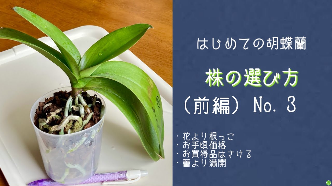 2021年9月13日　【はじめての胡蝶蘭】シリーズNo.3  株の選び方（前編）　花より根っこ・お手頃価格・お買い得品・蕾付き　　アンナララティー