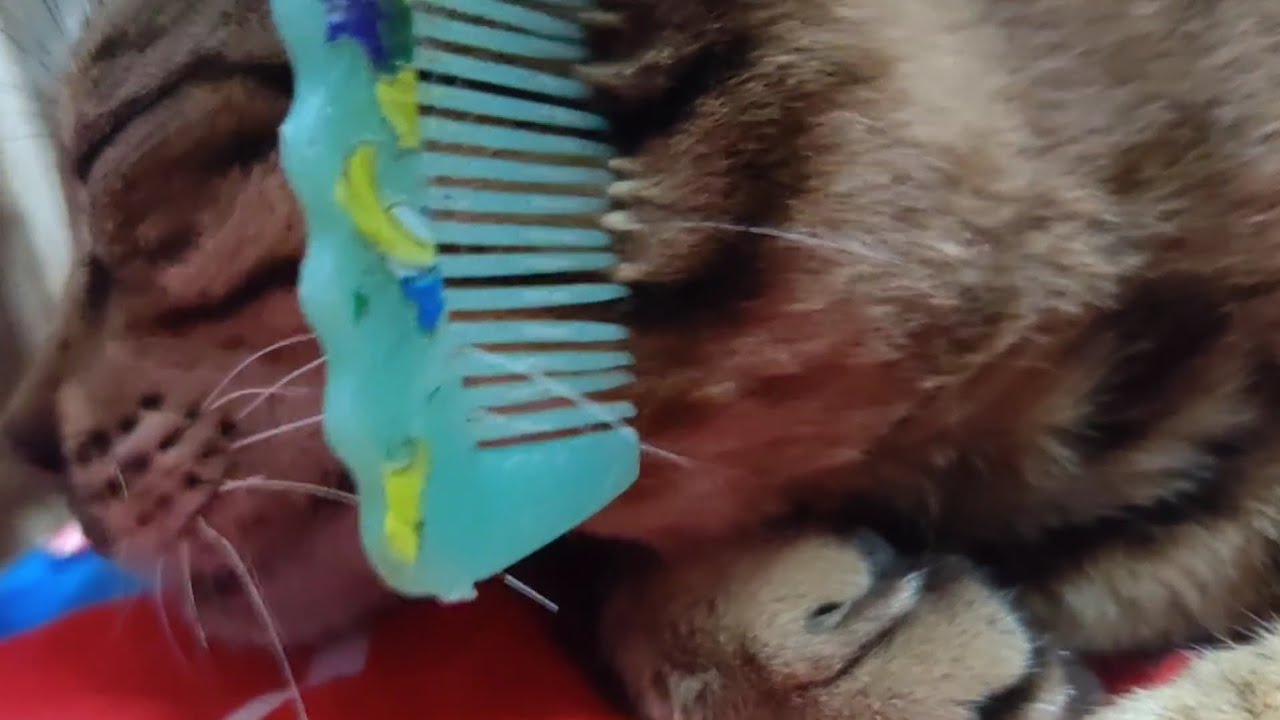 Grooming My Tiger Cat With a Barbie Comb?! 🐯✨”