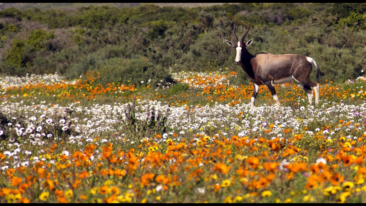 L'Ermitage Quagga Lodge, nestled on the banks of the Berg River near Velddrift