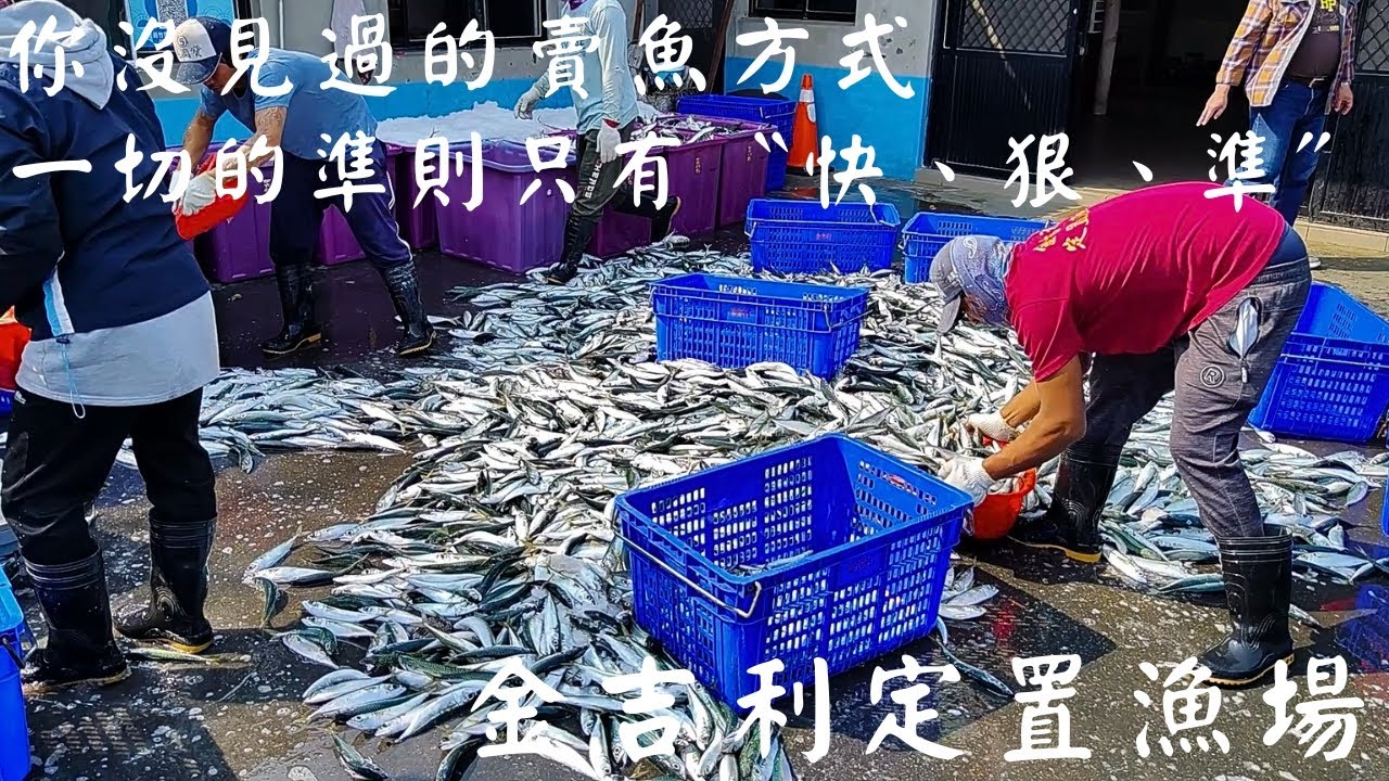 你沒見過的賣魚方式｜一切的準則只有〝快、狠、準〞｜金吉利定置魚場