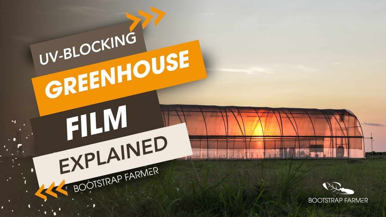 Why Your Greenhouse Needs UV Protection