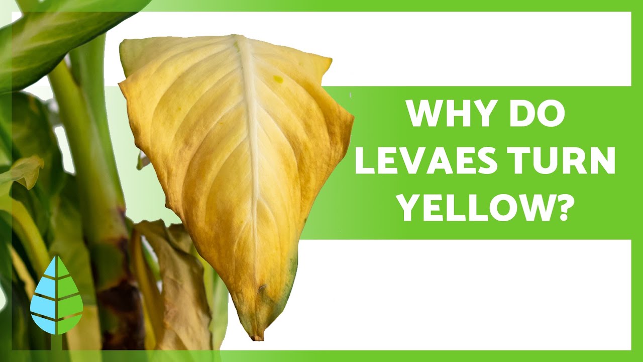 YELLOW LEAVES on PLANTS 🍃 (8 Causes and Remedies ✅)
