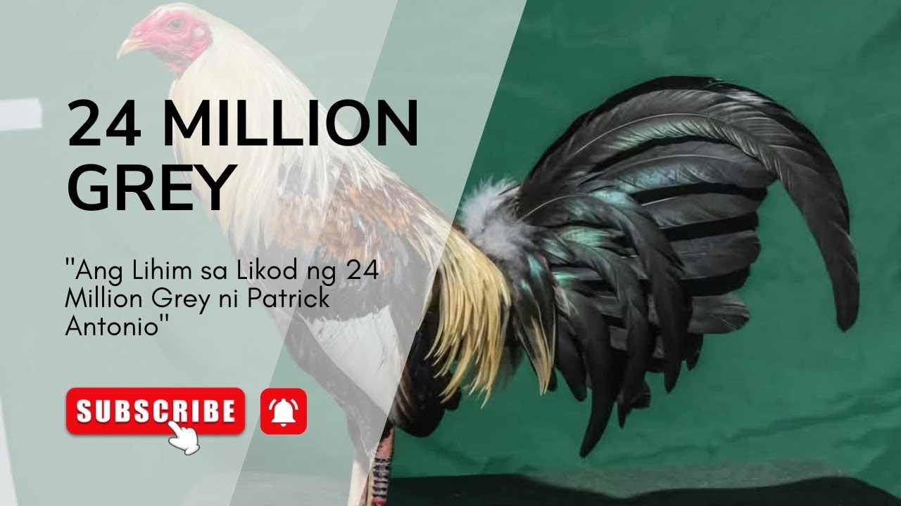 Ang 24 Million Grey ni Patrick Antonio: Ang Pinakamahal na Gamefowl sa Kasaysayan?