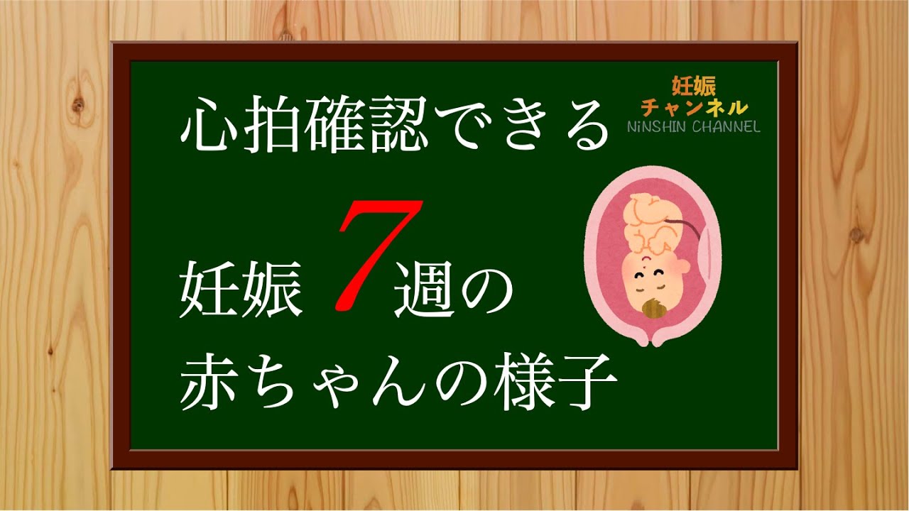 【妊娠7週】心拍確認できた！そんな時の赤ちゃんの様子について