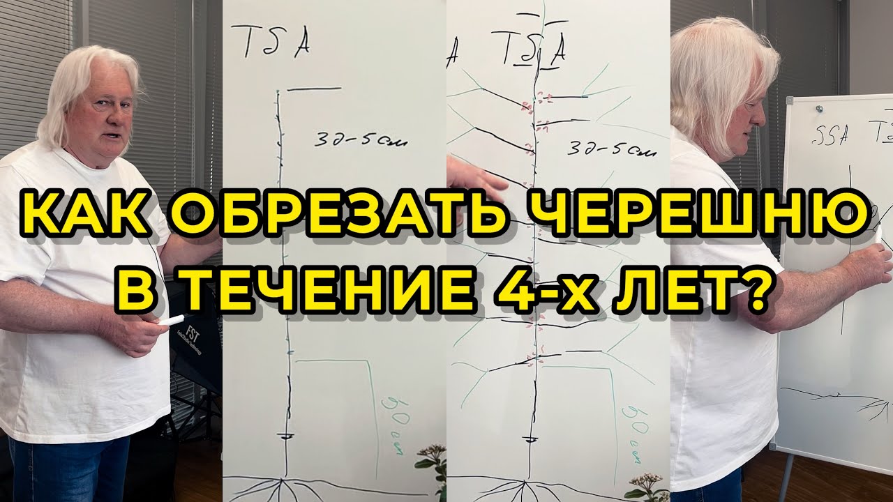 Обрезка черешни TSA схема для обильного плодоношения