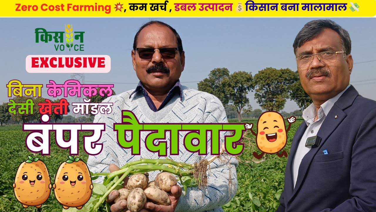 प्राकृतिक खेती की सेहत सुधरी 🔥 | बिना केमिकल आलू की खेती 🌱💥 | कम खर्च, डबल मुनाफा 💰 #kisan