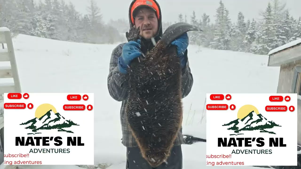 Newfoundland beaver trapping... Success but also trail cam footage of the beaver avoiding traps