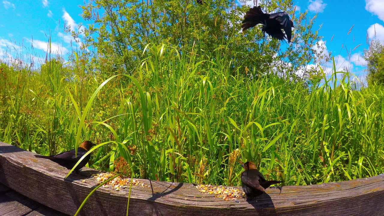 Burnaby Lake Regional Park