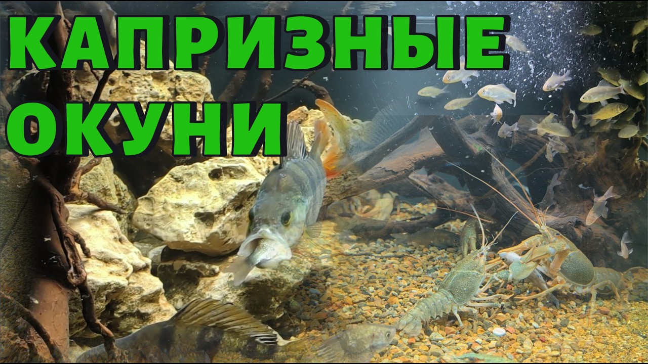 КАПРИЗНЫЕ ОКУНИ
