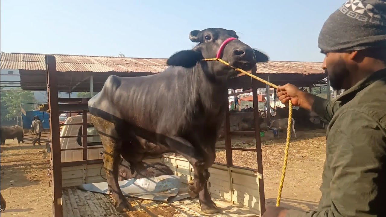 Buffalo unloading / cattle unloading from truck / buffaloes unloading / murrah / jaffarabadi buffalo