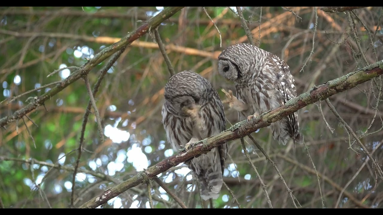 Barred Owl Canoodles with his mate.