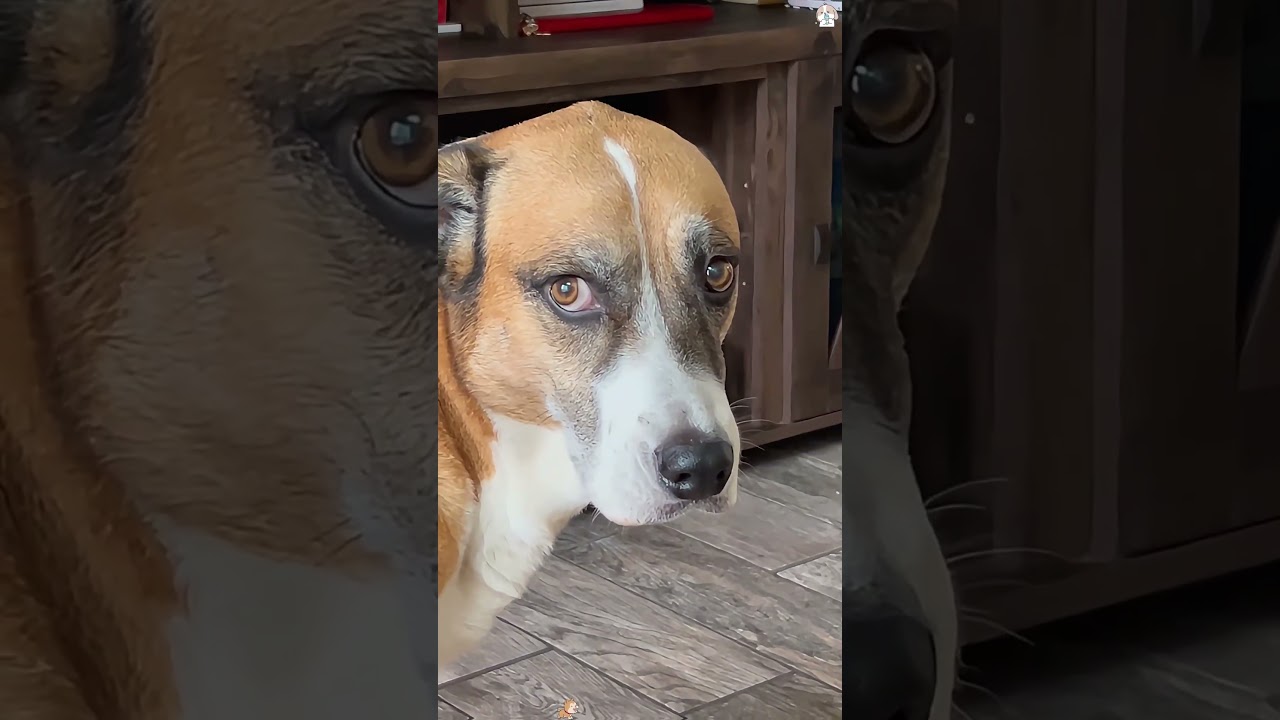 He said nothing,but I understand #funny #haaha #funnypet #funnyanimal #youtube #cutedog