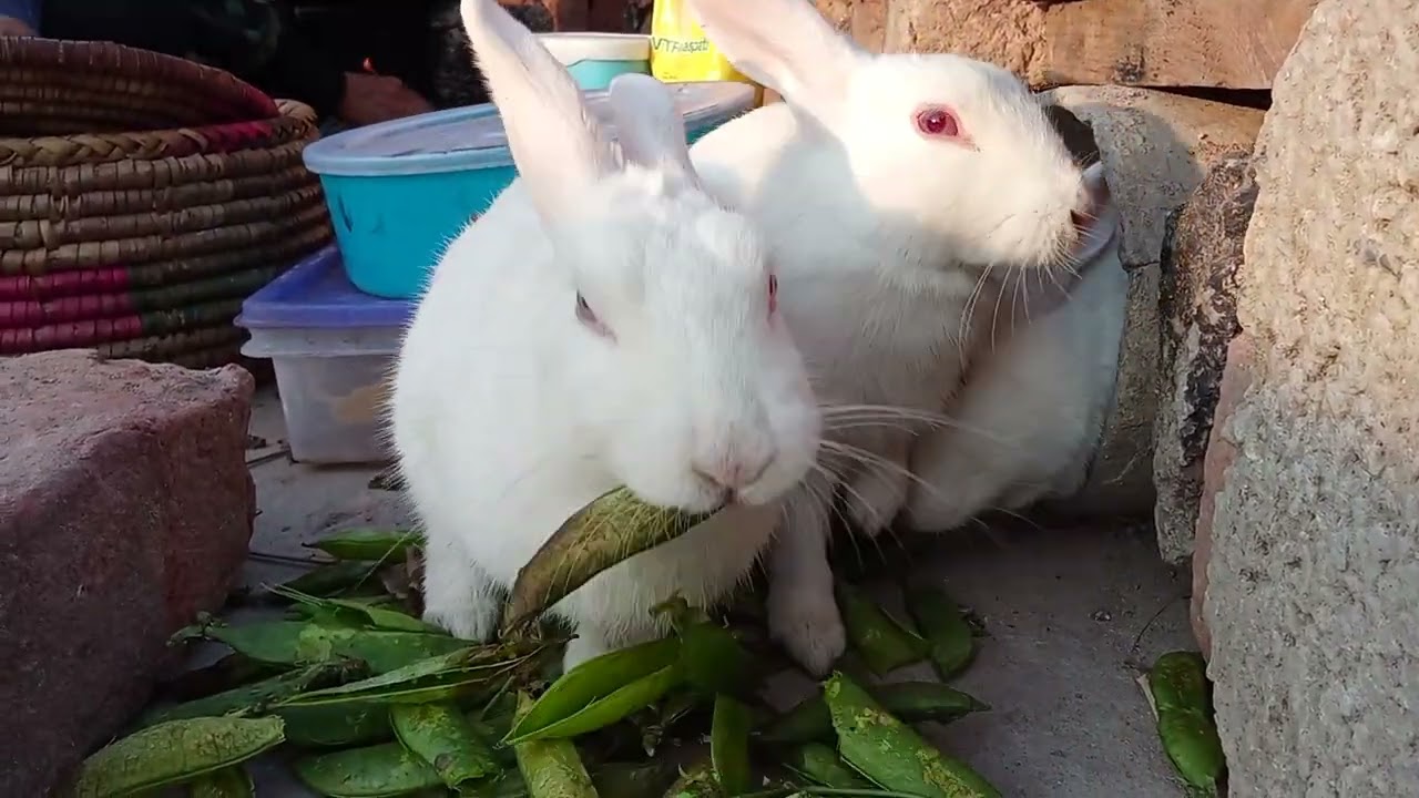 family vlog of cute white bunnies eating bean