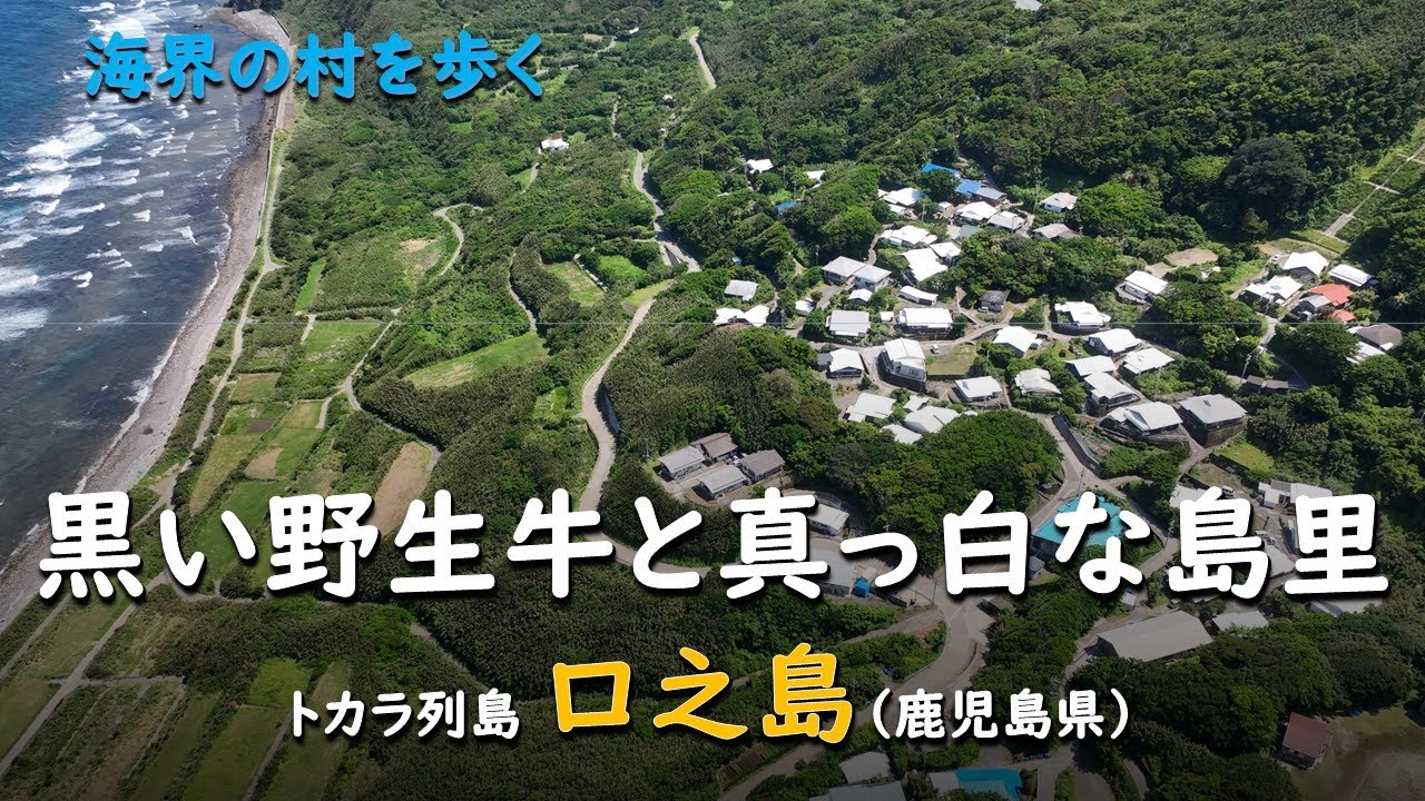 黒い野生牛と真っ白な島里／海界 トカラ列島 口之島（鹿児島県）