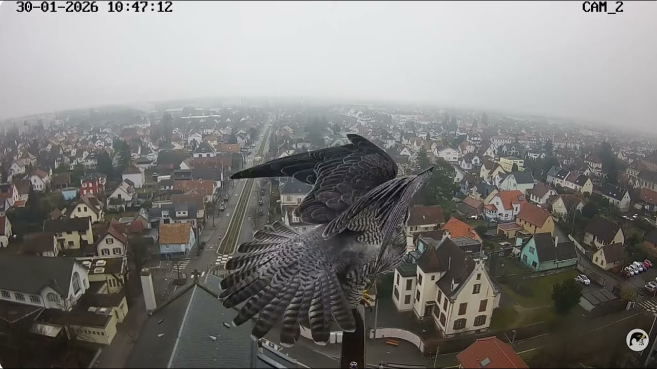 Illkirch peregrines  is at an intruder?  30 jan 2026