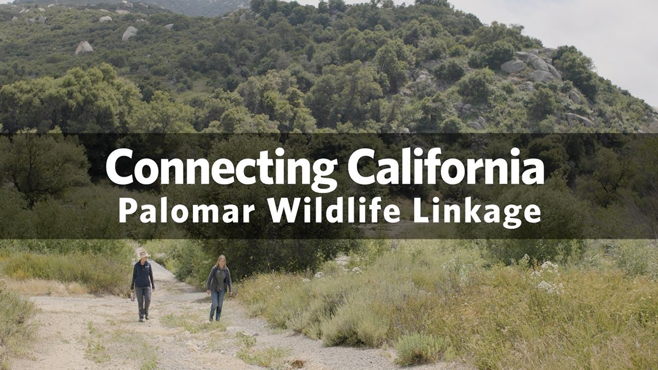 Connecting California in the Palomar Wildlife Corridor