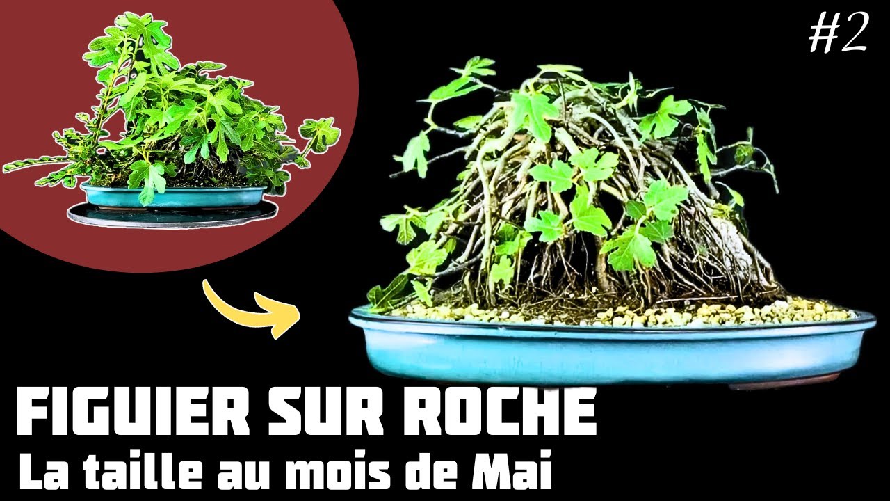 Je fais un Figuier sur Roche - La taille de structure - Épisode 2 🌱 NEJIKAN BONSAI 🌱