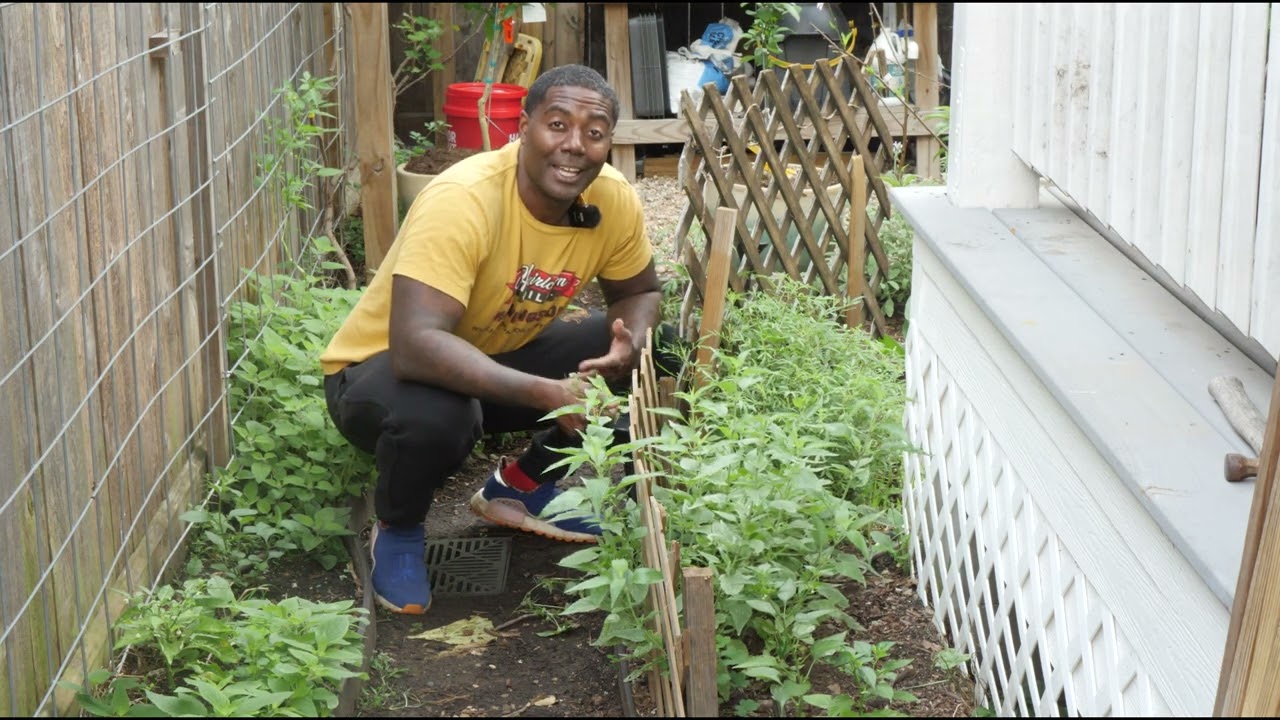 How to Attract Pollinators to Your Garden 🐝 | Bee-Friendly Tips for Bigger Harvests