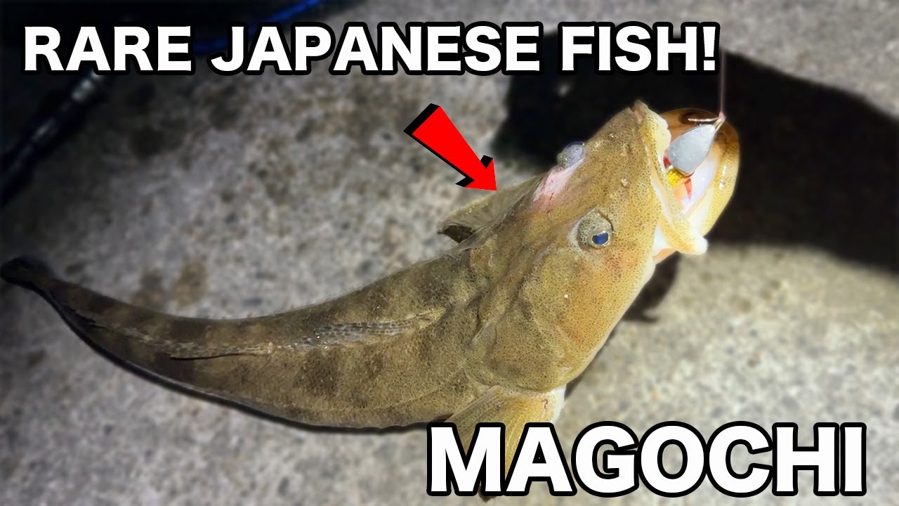 Rare Luxury Fish in Japan! Flathead Catch and Cook in Niigata 🎣