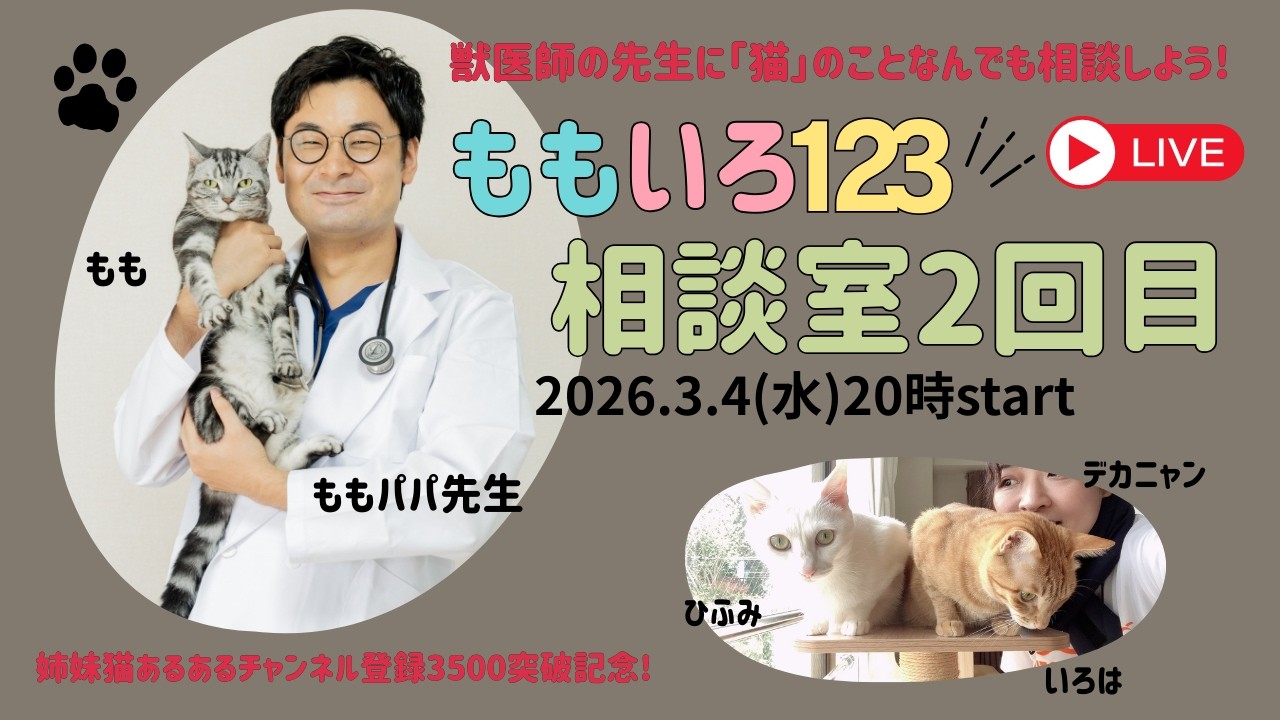 ももいろ123相談室2　ももパパ先生こと獣医師の鷲沼輝勝先生にお話を伺いました!!#ねこのいる暮らし #猫のいる生活 #猫のいる暮らし #猫の健康 #イーポン