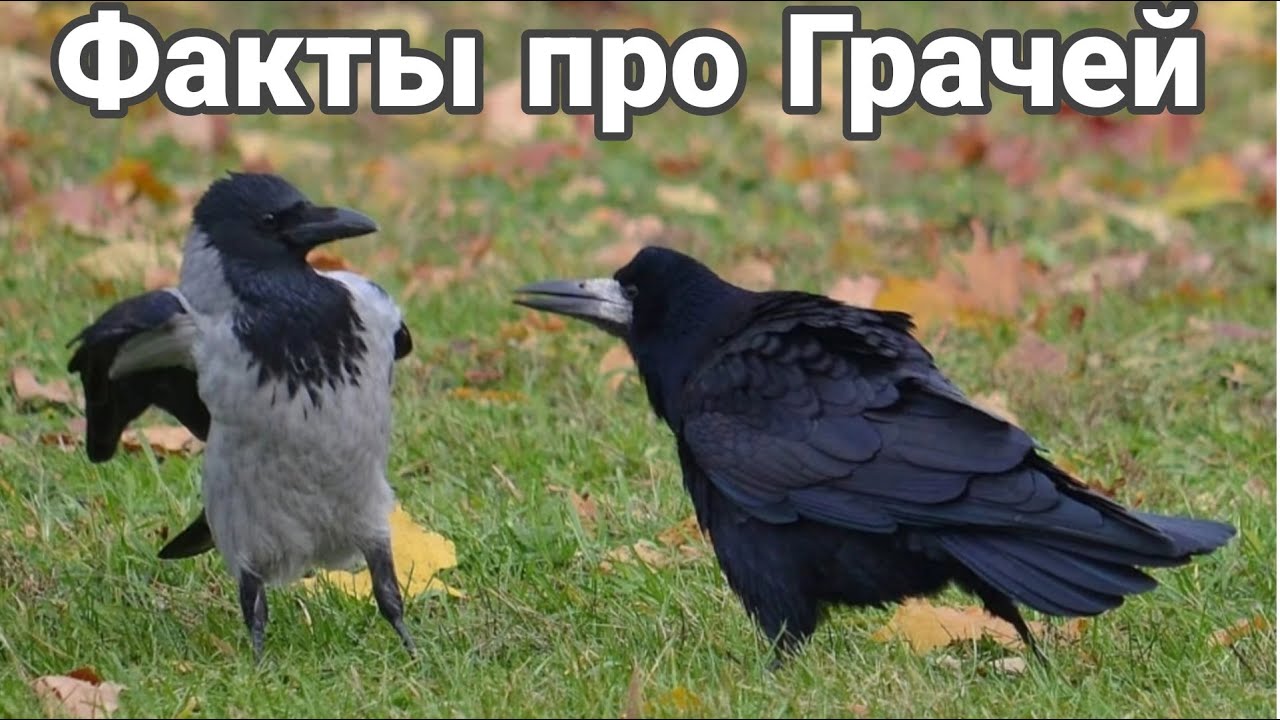 Интересные факты о грачах