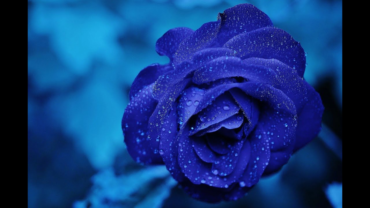 【箏デュオ”SOU”】BlueBlack/箏・17絃箏/二重奏