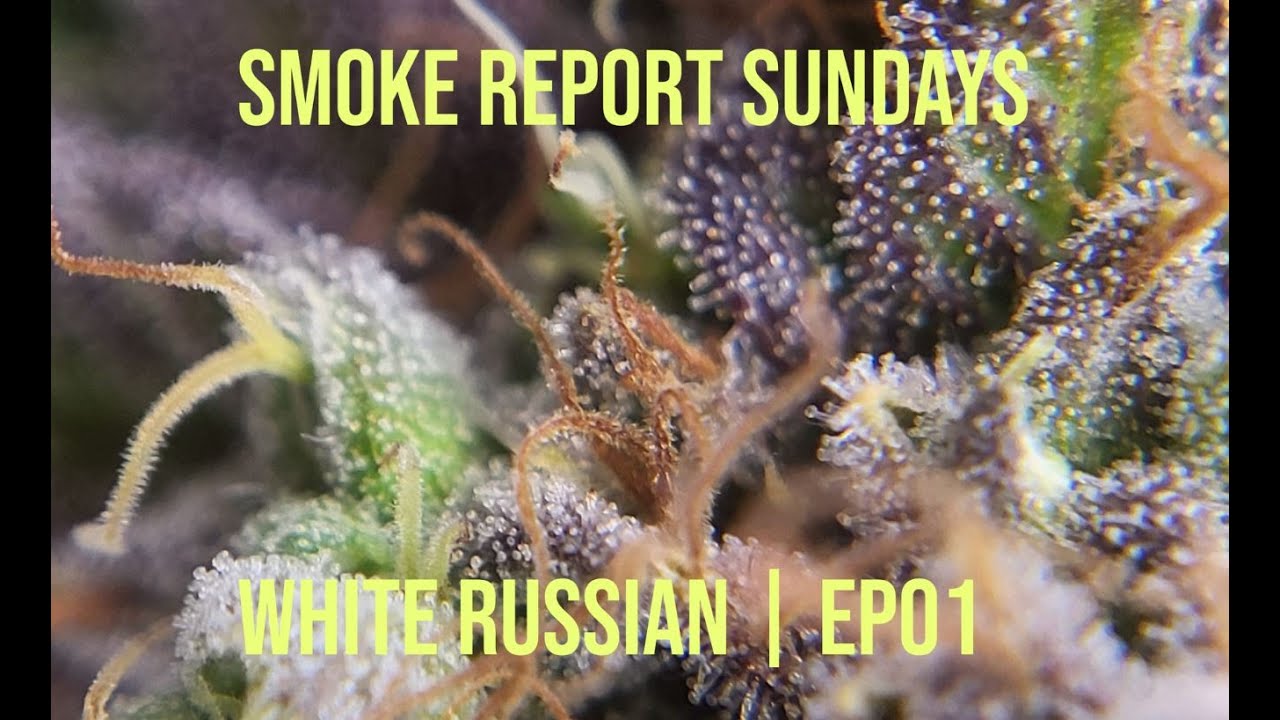 White Russian | Smoke Report Sunday | EP01