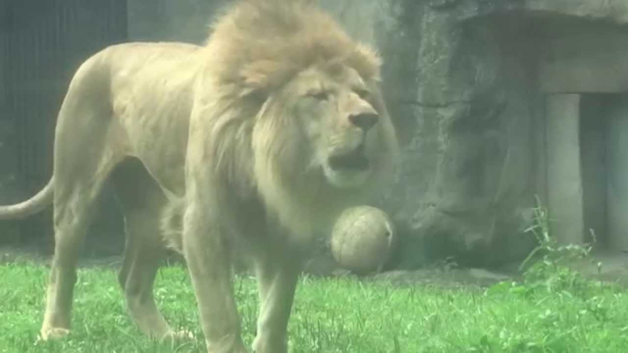 台北市立動物園 令人不寒而慄的獅吼 (第一集)20150519