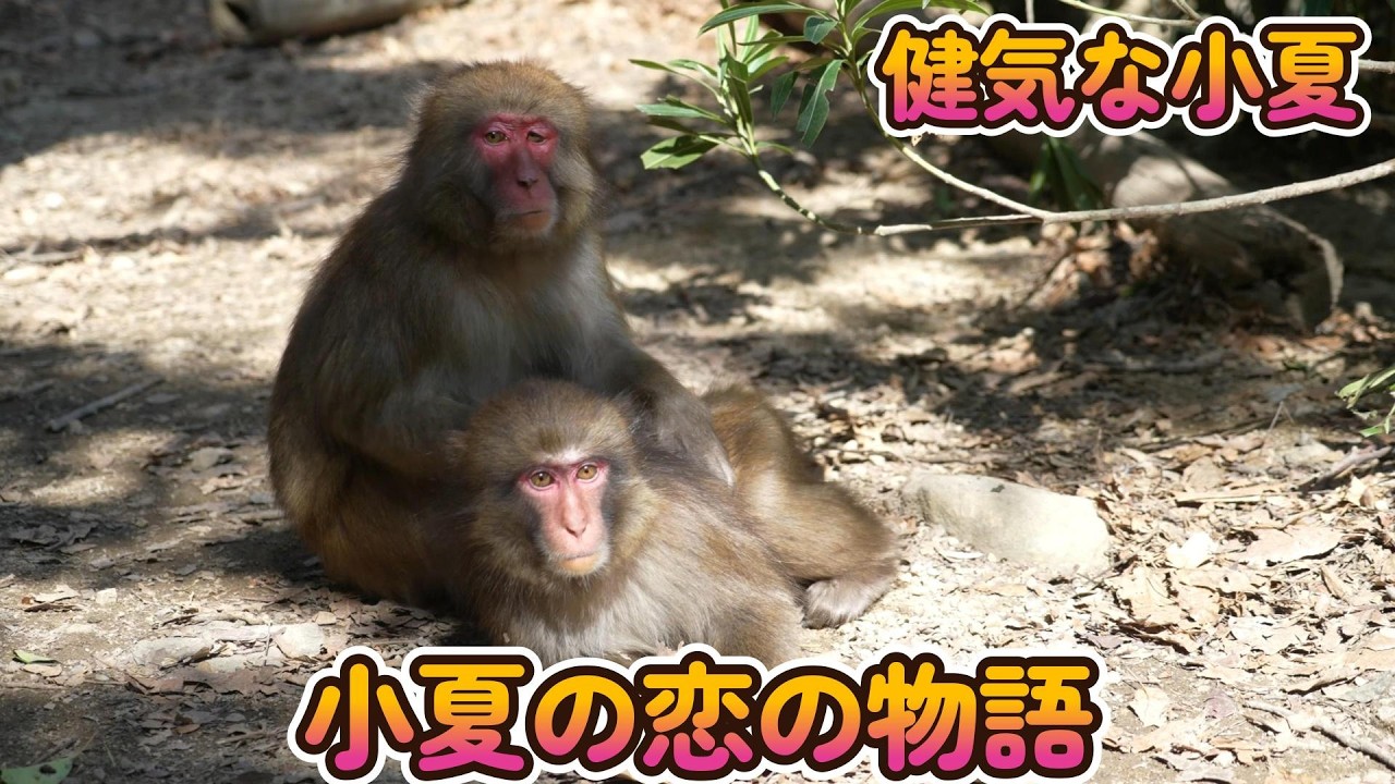 【赤ちゃん・ニホンザル・４K動画】小夏の恋の物語　おはぎ君も前向きです