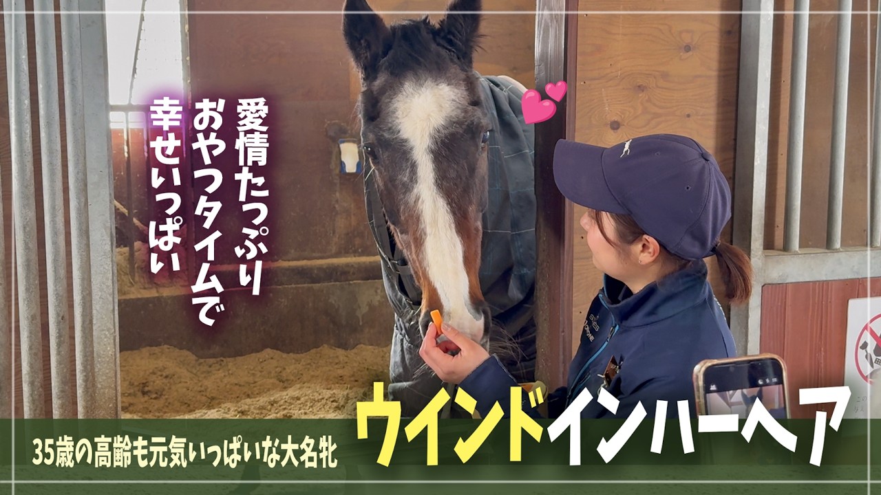 【ウインドインハーヘア】放牧後はゆっくり休息、愛情たっぷりのオヤツを頬張るママ