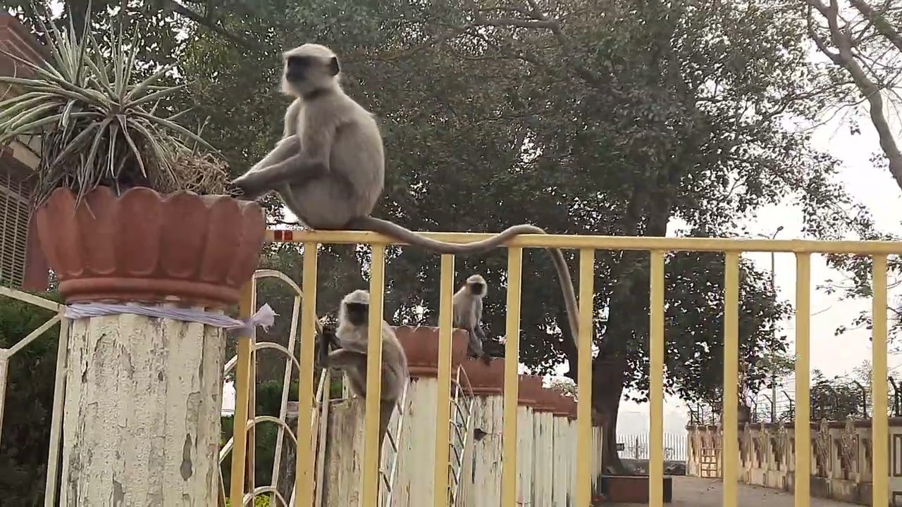 Monkey cute baby | Temple Monkey | Monkey Life #bejubaannature #youtubevideos #newvideo #viralvideo
