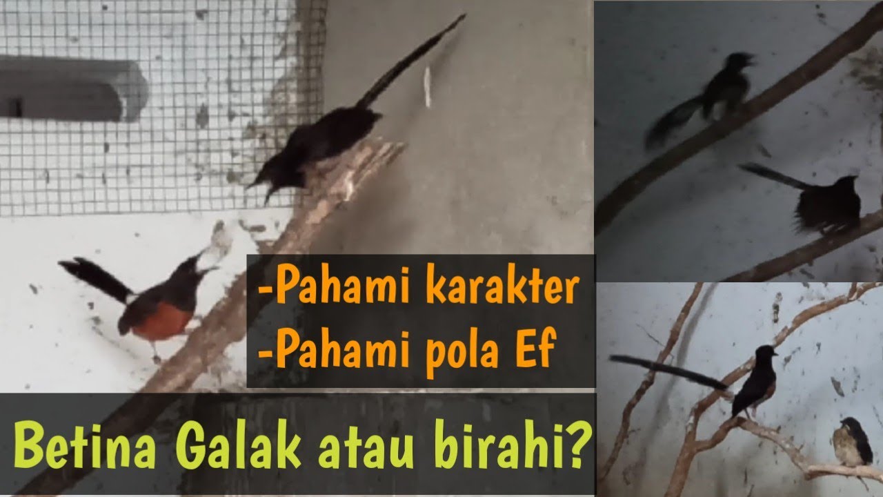 Tips informasi‼️tentang betina galak atau bir4hi❓bagaimana ciri-cirinya❓dan pola makan❓ #LolohInduk