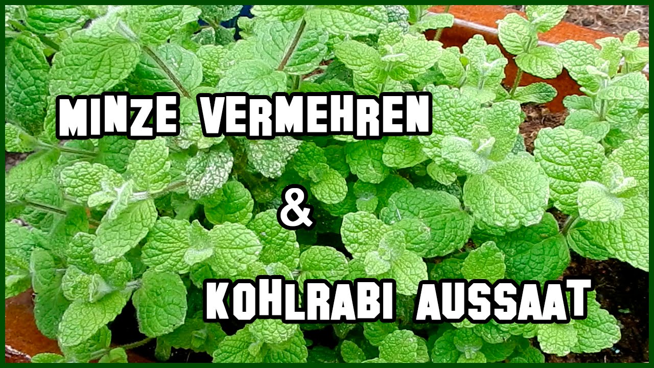 Minze vermehren und Kohlrabi aussäen im August 2016