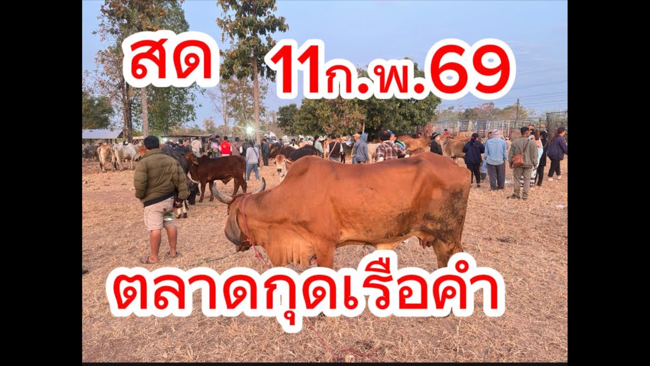 ชมบรรยากาศตลาดนัดโคกระบือกุดเรือคำ อ.วานร จ.สกลนคร #ราคาวัววันนี้ 11/2/69