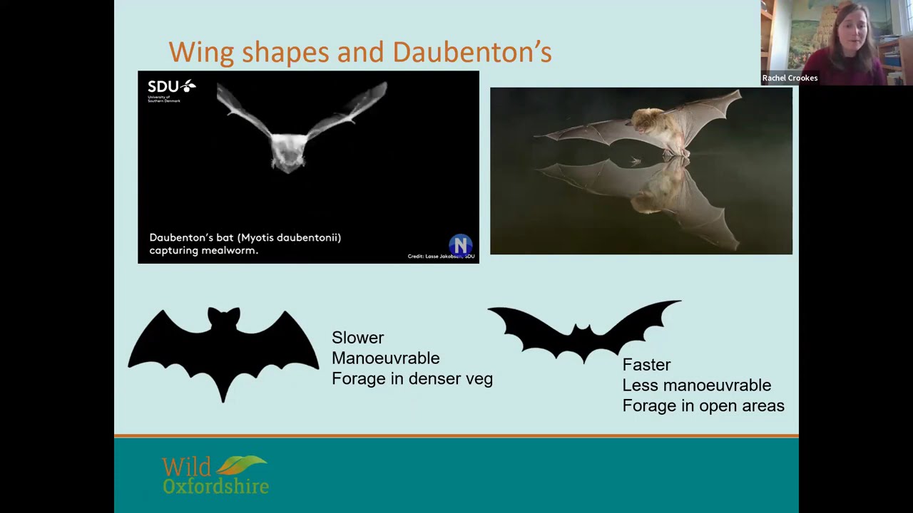 Nature's Recovery Collaborate: Oxfordshire's bats and their ecology