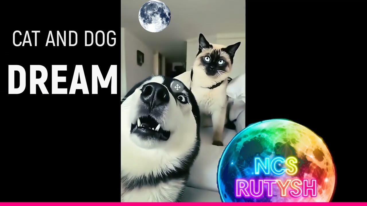 Funny animals🤣 kats vs dogs😍 #прикол👍 #funnyvideos  #funnyanimals 💕#catsfight