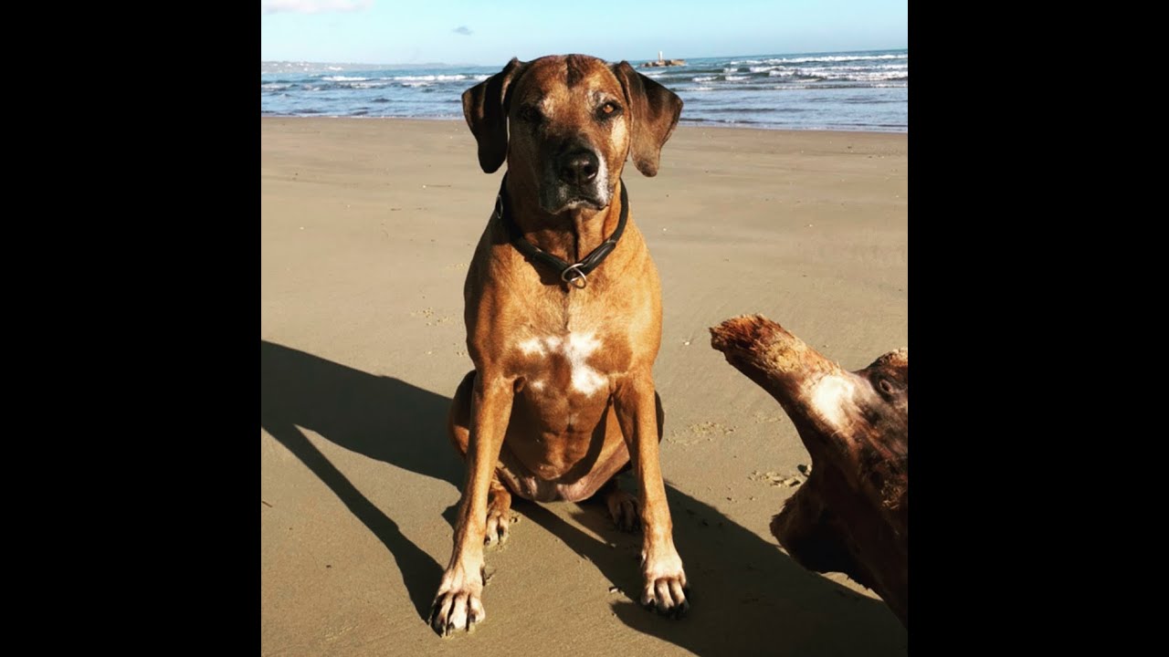 Rhodesian Ridgeback Ashima kommt zurück