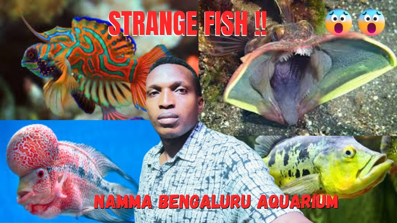 Rare & Strange Fish Tour : Full Namma Bengaluru Aquarium Walkthrough in HD 🤯🤯#vlog #aquarium #fish