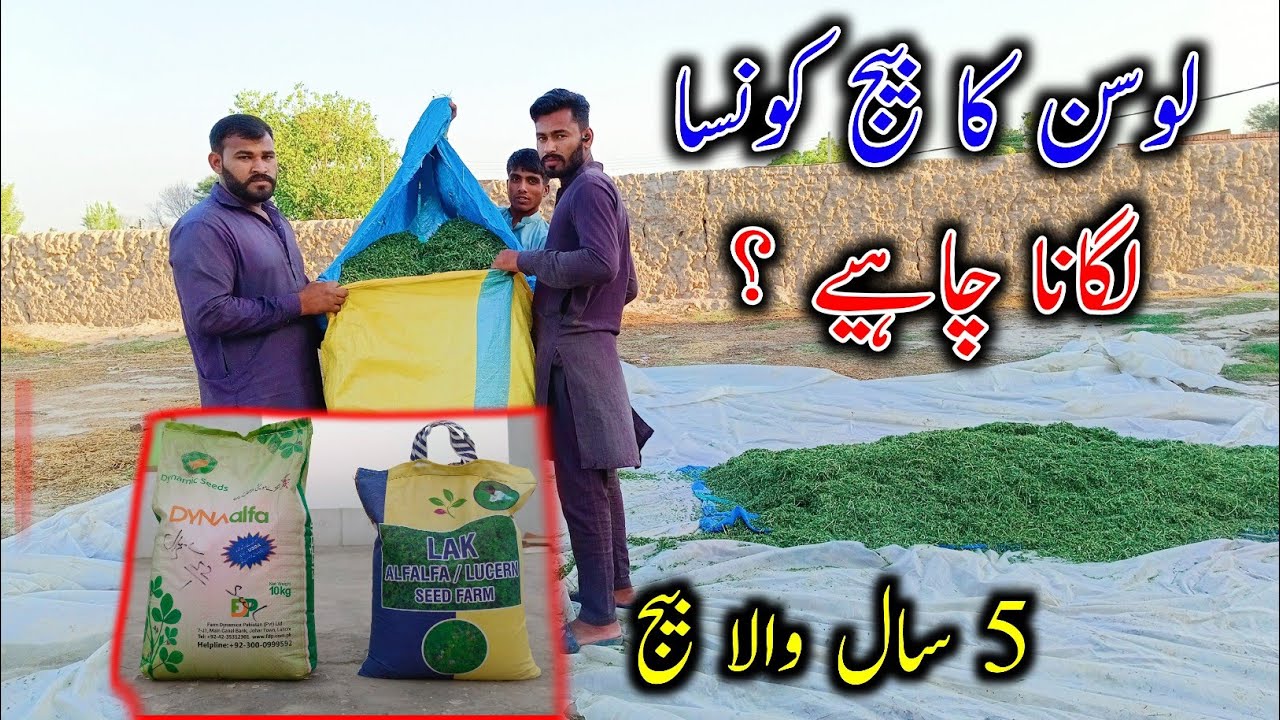 Which One is Best Alfalfa seed - Super Food For Goats - Loosan Seed - Alfalfa Seed