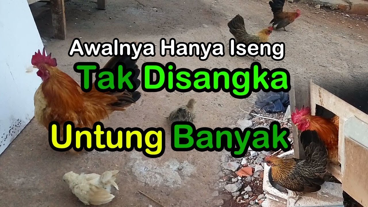 Ternak Ayam Kate Ternyata Untungnya Banyak