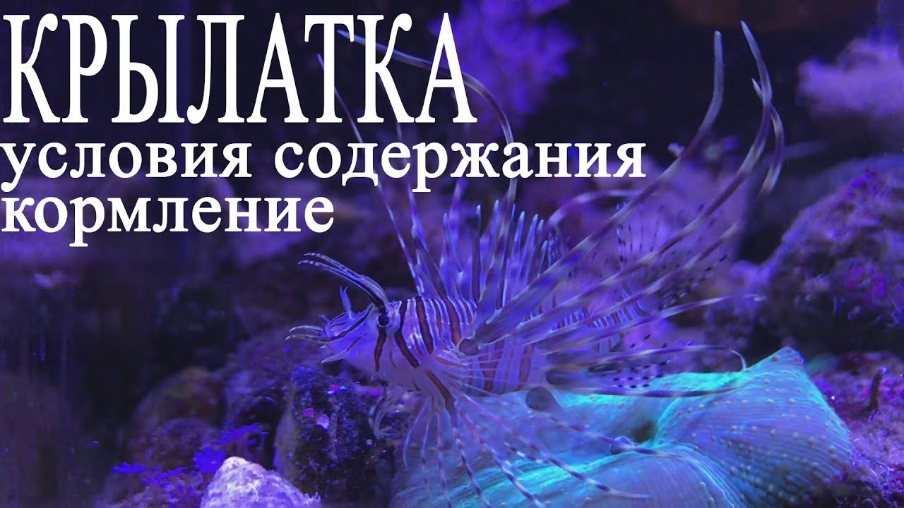Крылатка.  Условия содержания.  Кормление.  Плюсы минусы.