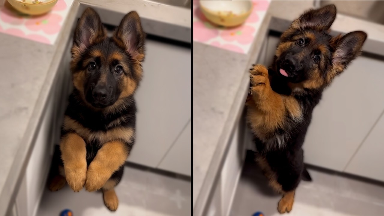 Вот почему вам НЕОБХОДИМА немецкая овчарка в вашей жизни.