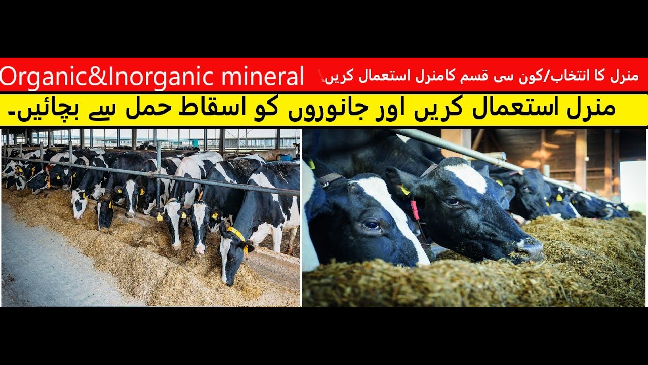 Use of MINERALS in animal feed | Importance of Mineral Macro & Trace - Functions & Sources Dr. Sajid