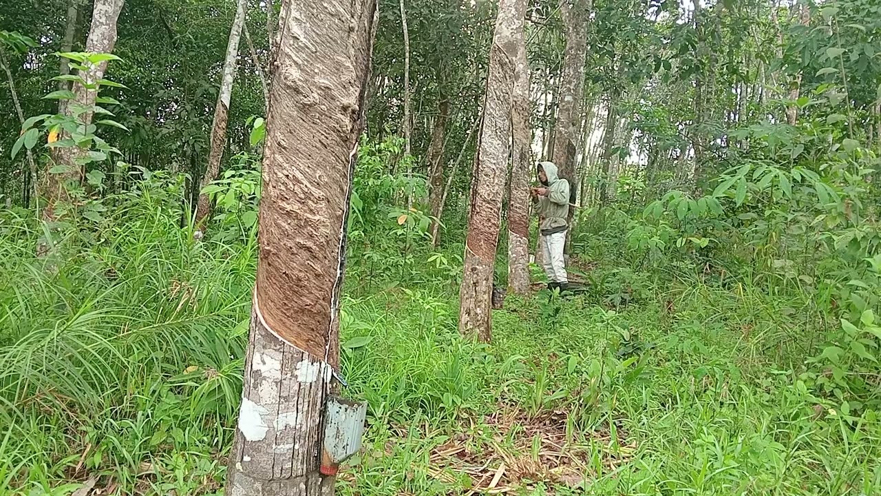 ElCe-g3r ll Ulun sadang mantat alias manoreh atau Sadap Karet Gawian Sehari- hari #elce #viral
