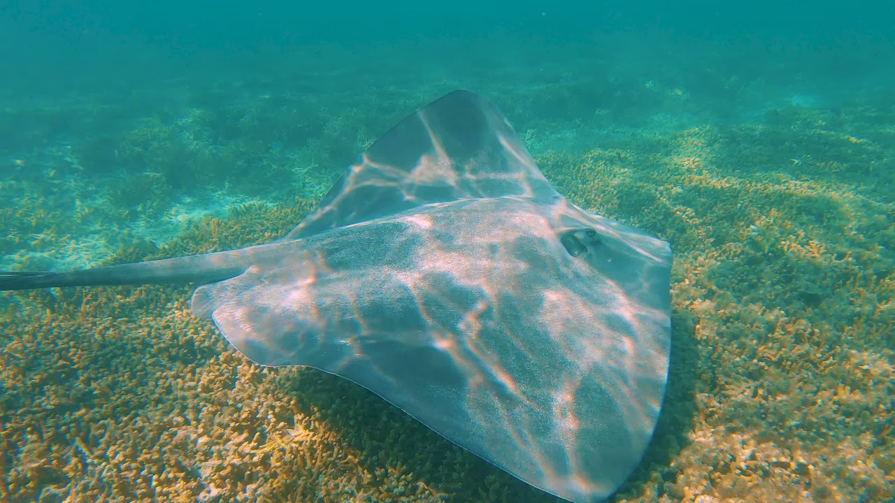 Heron Island scuba and snorkelling Trip Dec 2021