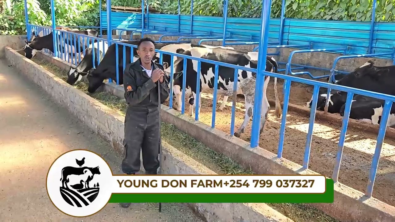 HOW YOUNG PEOPLE ARE MAKING MONEY THROUGH DAIRY FARMING #dairyfarming #farming #makingmoney