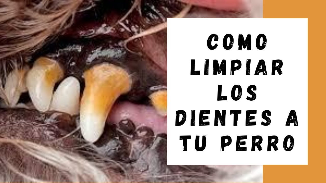 Como limpiar los dientes a tu perro! 👀 🐶