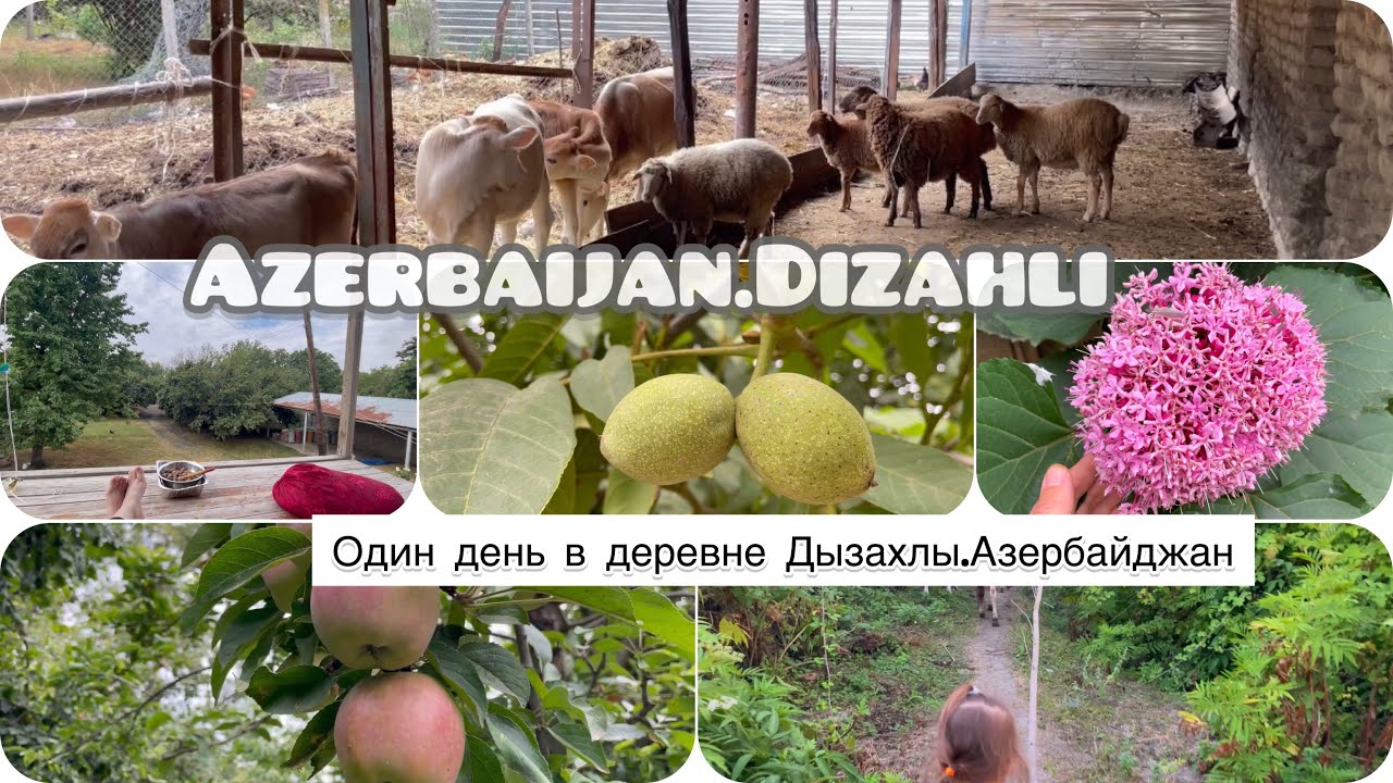 Азербайджан/Один день в деревне Дызахлы Габалинский район