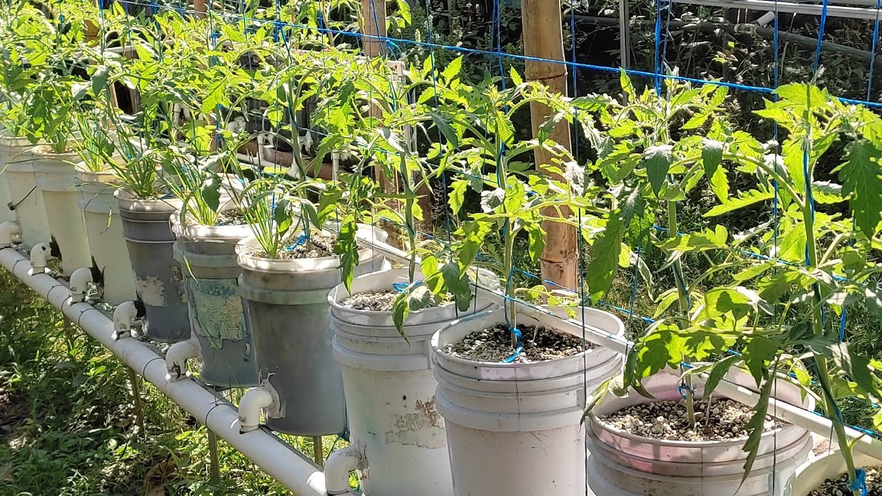 Tomate Hidroponico a 3 semanas de plantado en modulo de sustrato Inerte